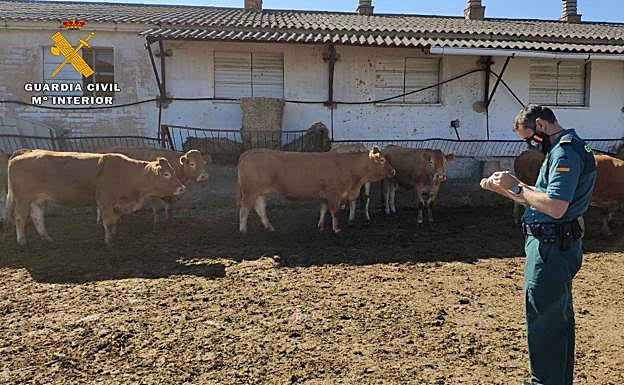 Un cuatrero en el Camero Nuevo