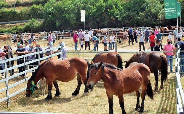 El público pudo contemplar vacas, caballos y ovejas en la Feria de Ganadería de Villoslada. 