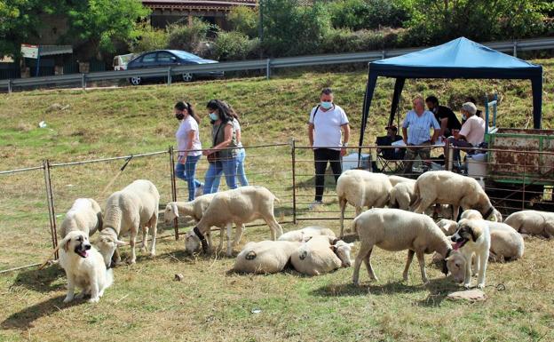 Galería. Un rebaño de ovejas, ciudado por perros mastines, en la feria. 