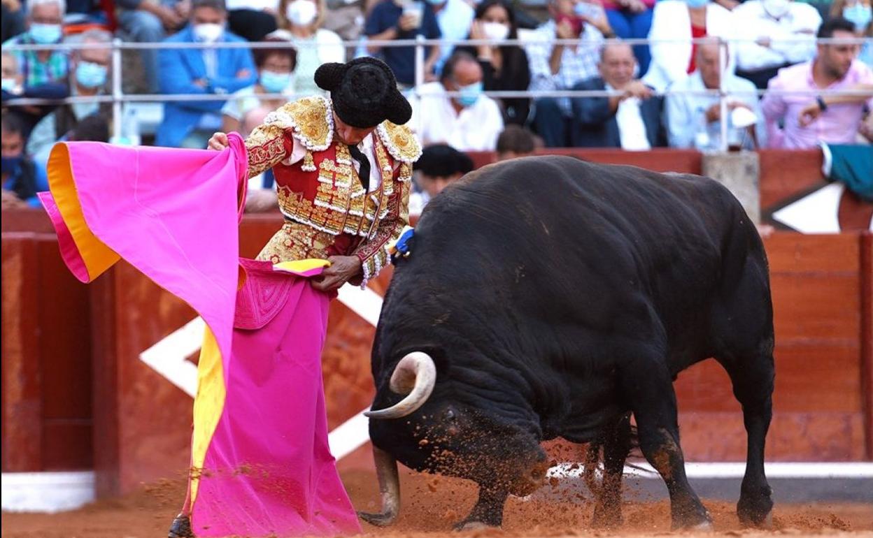 Urdiales hace humillar al toro con el capote. 