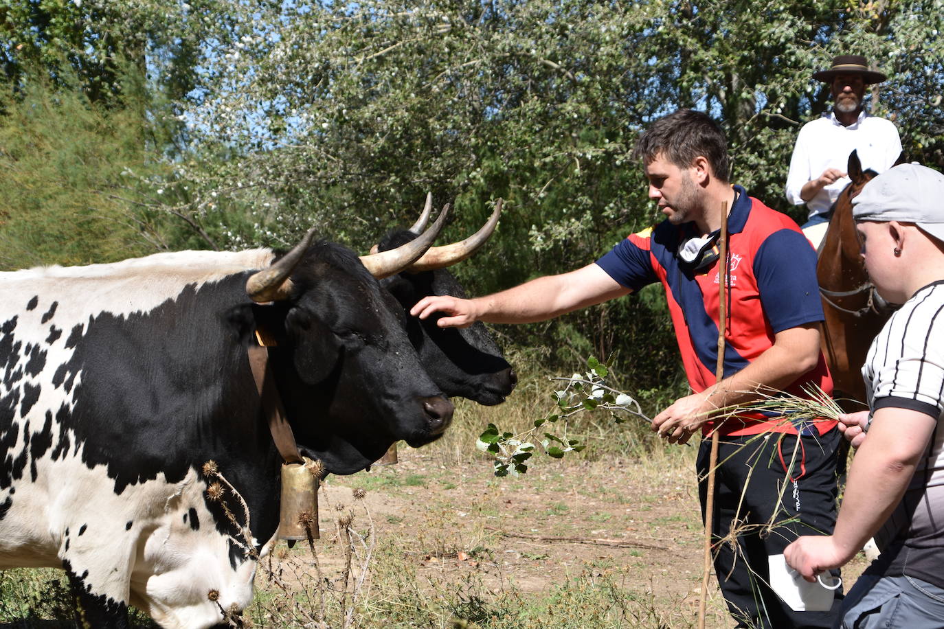 Fotos: La trashumancia se celebra en Rincón de Olivedo