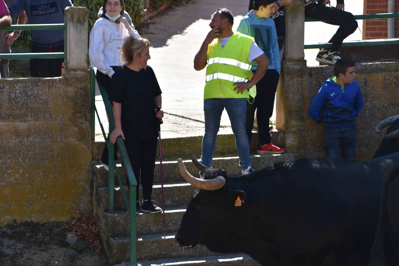 Fotos: La trashumancia se celebra en Rincón de Olivedo