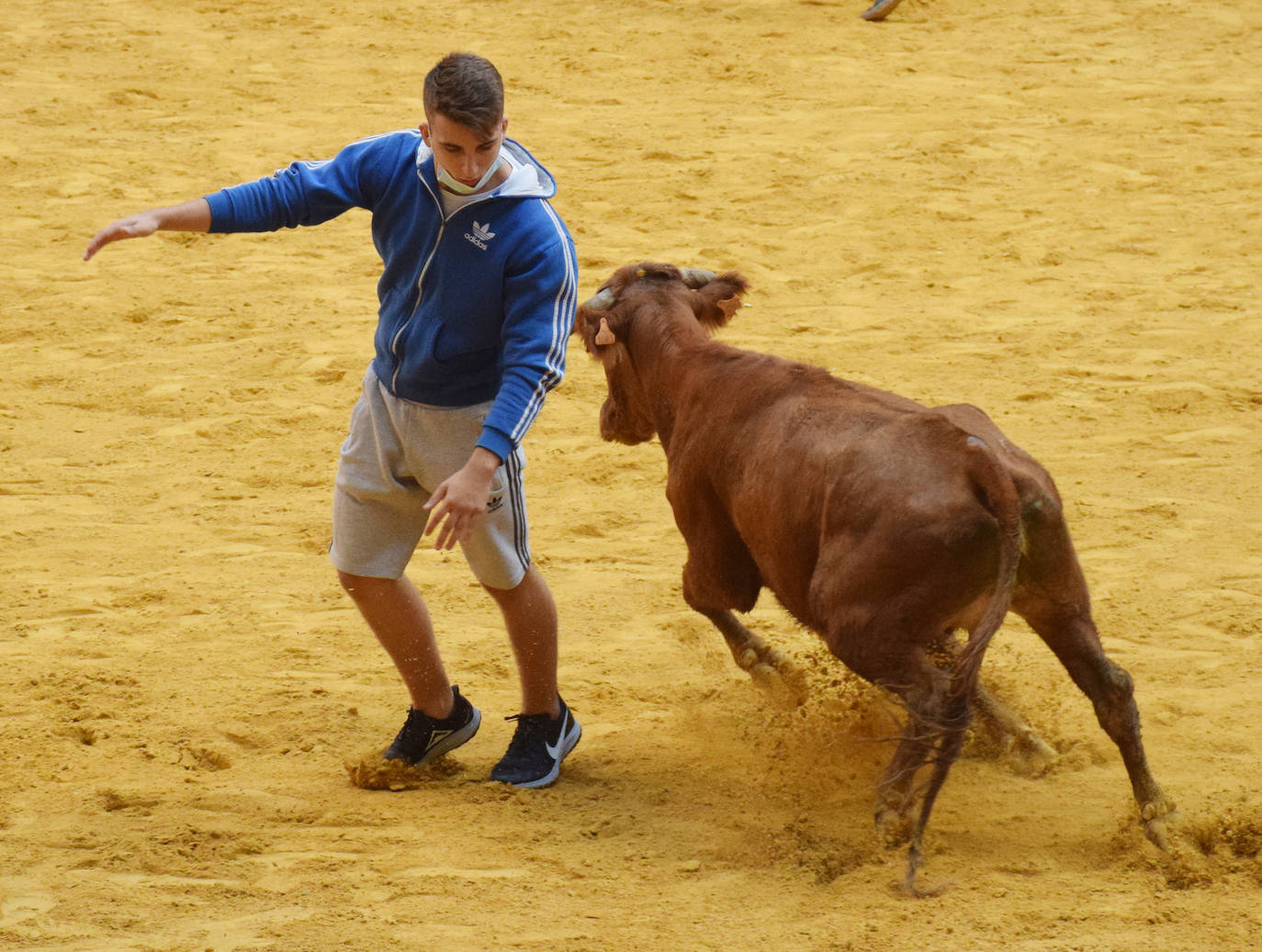 Las vaquillas regresan a Logroño en una suelta limpia y sin heridos