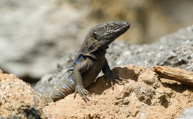 En peligro la fauna de la Isla Bonita