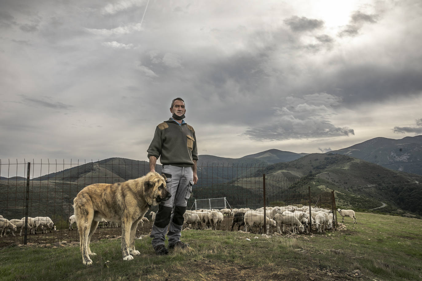 Fotos: Los ataques de lobos obligan a ganaderos riojanos a pasar la noche junto a sus ovejas para protegerlas