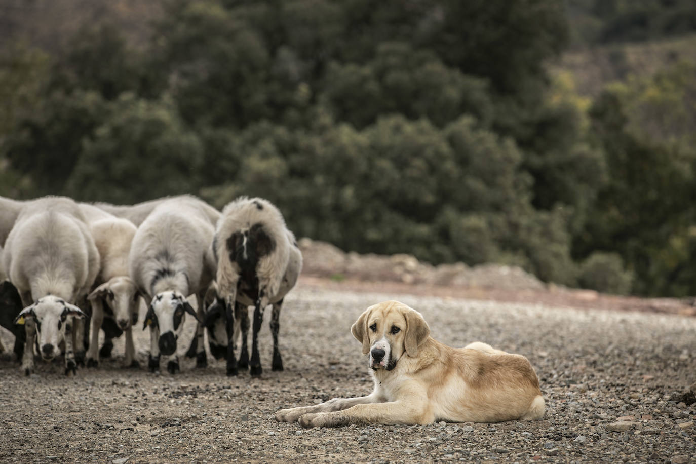 Fotos: Los ataques de lobos obligan a ganaderos riojanos a pasar la noche junto a sus ovejas para protegerlas