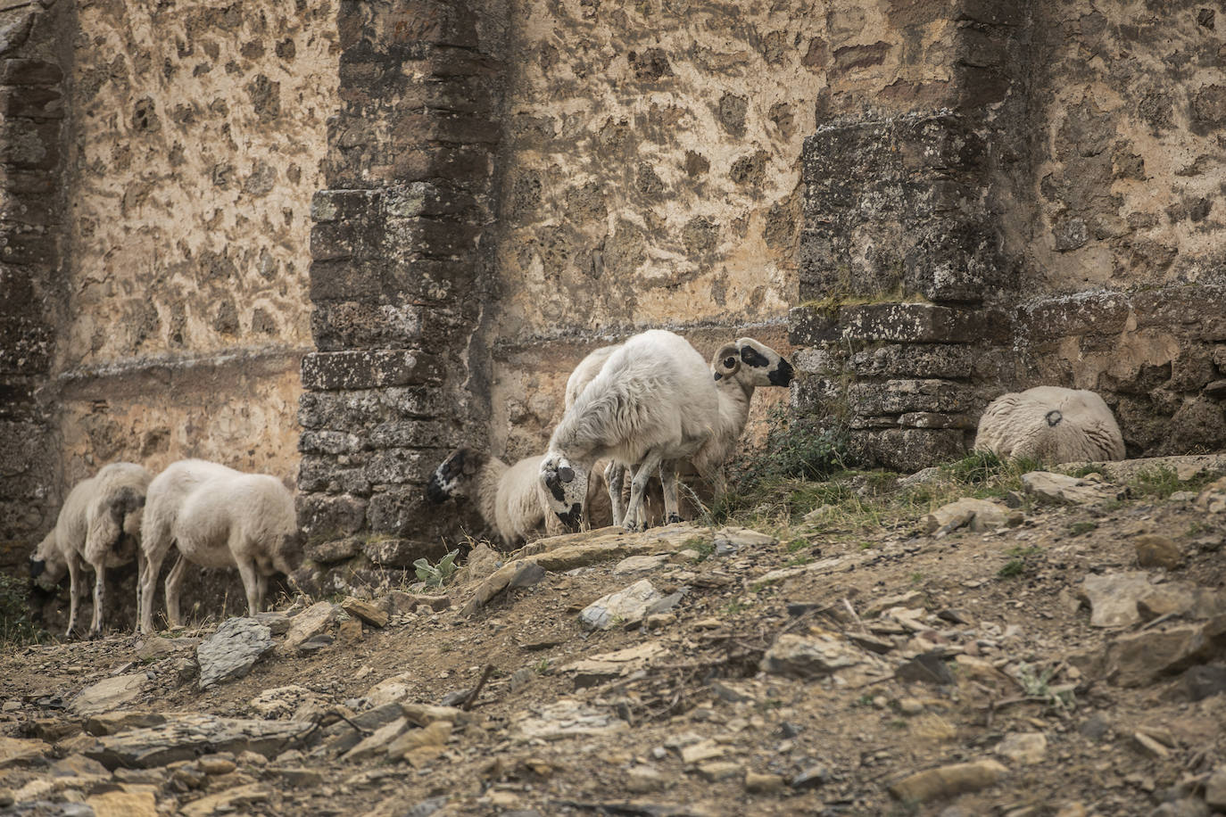 Fotos: Los ataques de lobos obligan a ganaderos riojanos a pasar la noche junto a sus ovejas para protegerlas