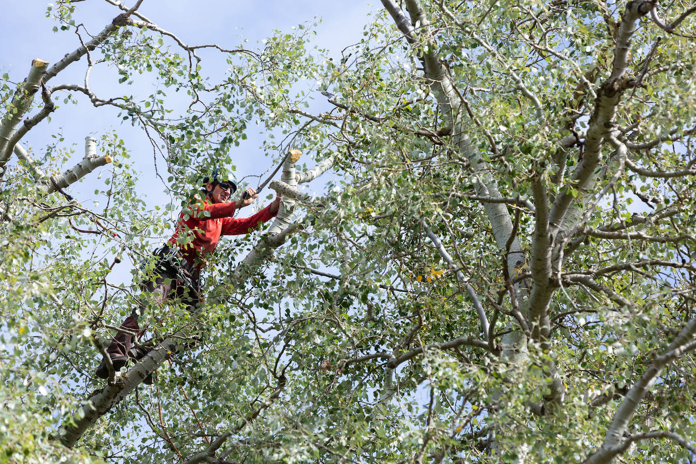 Logroño está saneando una zona arbórea de 1.600 metros cuadrados del parque de La Grajera, delimitada entre el área de asadores, el puente de madera, la pradera que rodea la zona de la cafetería y el Camino de Santiago