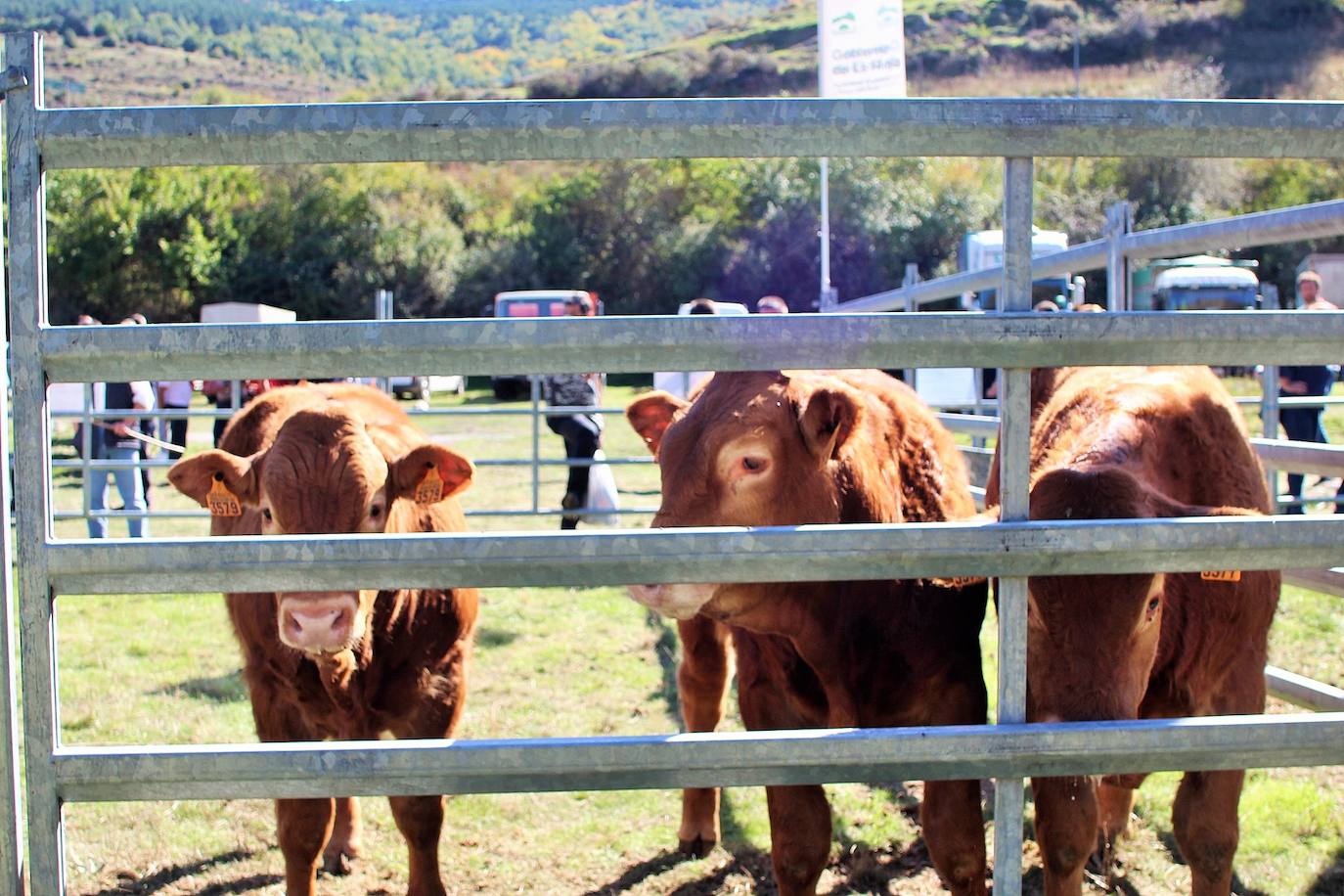 Fotos: Feria de Ganado Selecto del Camero Nuevo