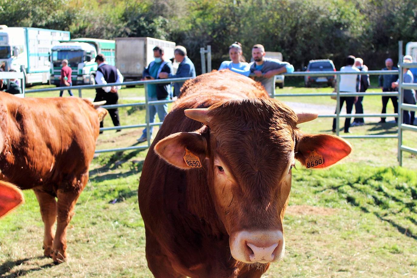 Fotos: Feria de Ganado Selecto del Camero Nuevo