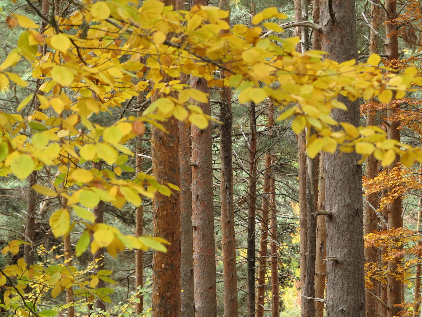 Fotos: El otoño en Los Cameros