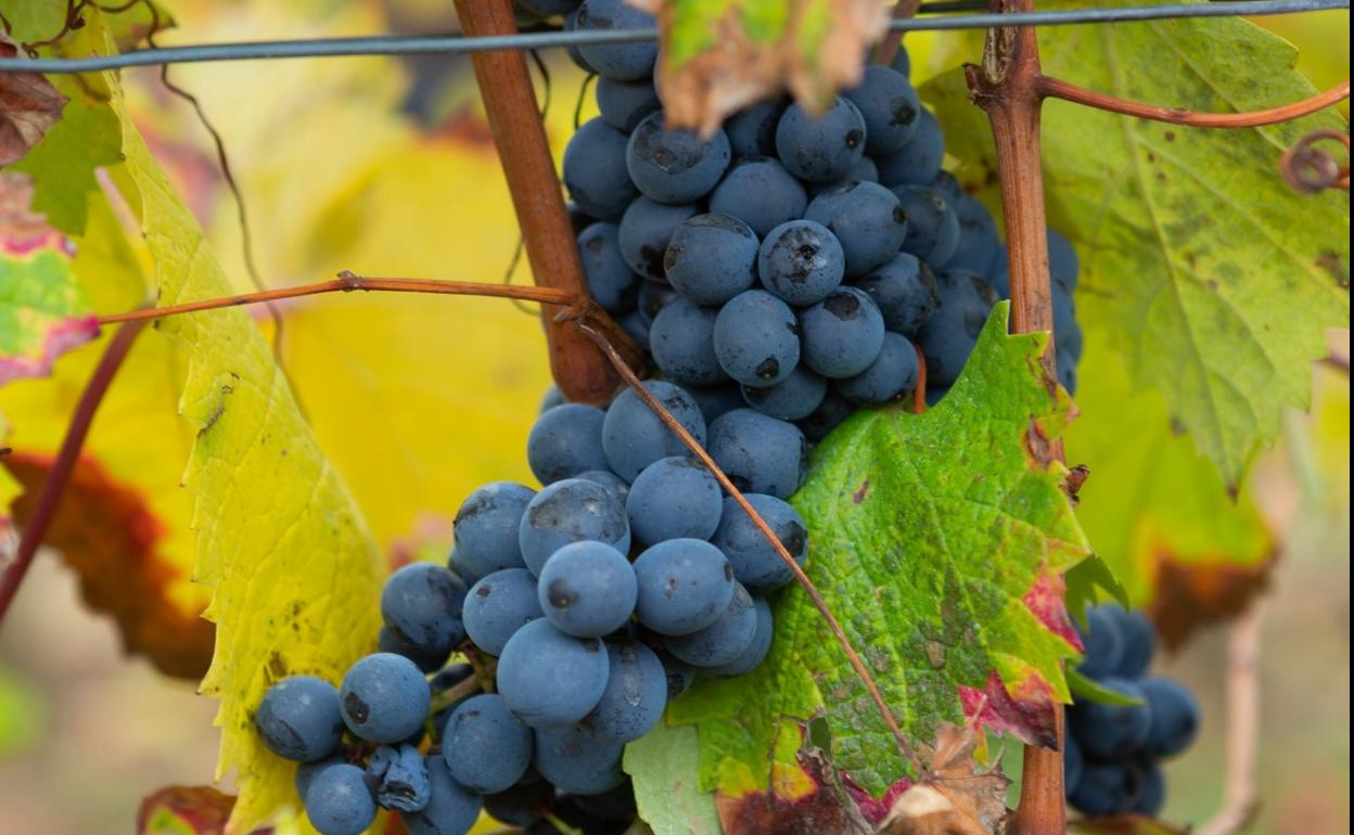 Uvas de la variedad graciano. 