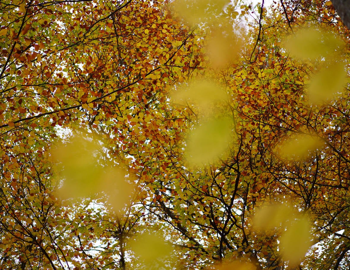 Fotos: Paseo otoñal por los bosques de La Rioja