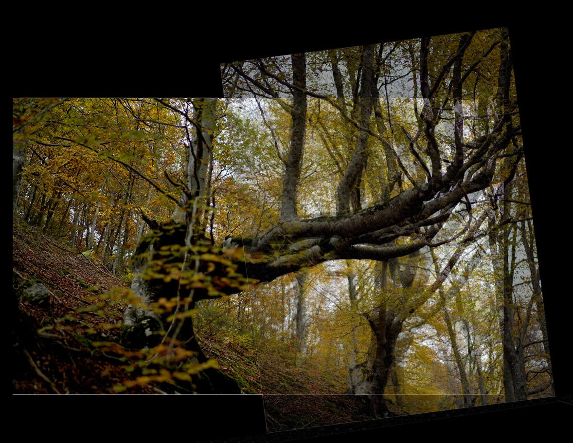 Fotos: Paseo otoñal por los bosques de La Rioja