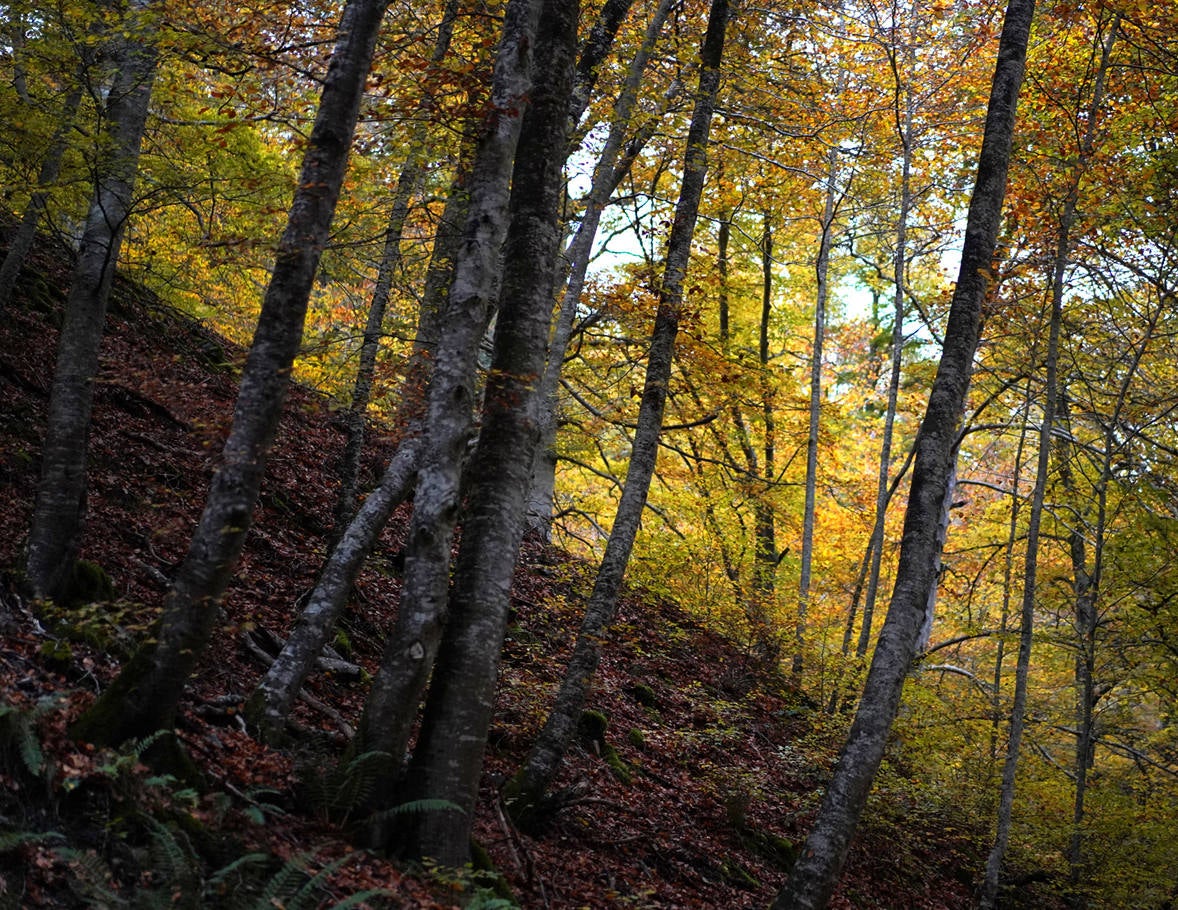 Fotos: Paseo otoñal por los bosques de La Rioja