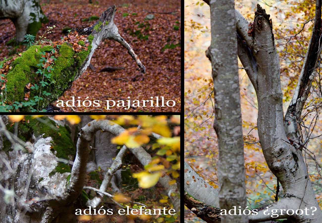 Fotos: Paseo otoñal por los bosques de La Rioja