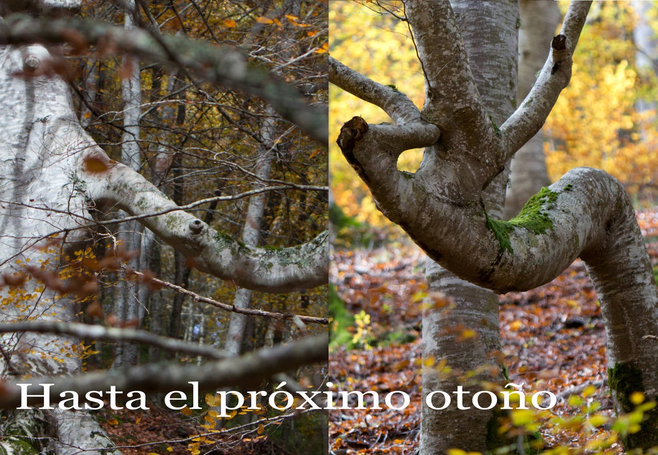 Fotos: Paseo otoñal por los bosques de La Rioja