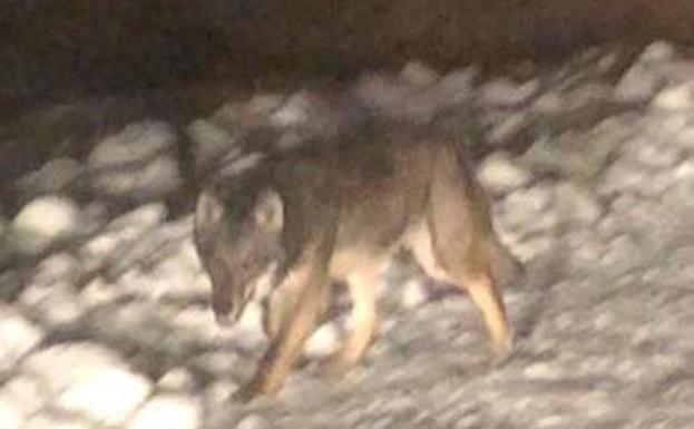 Un lobo se pasea por la aldea