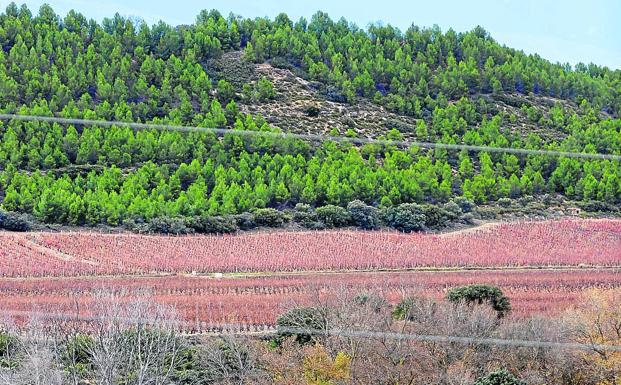 Estampa que presentan algunos viñedos de La Rioja Alavesa vistos desde Cenicero.