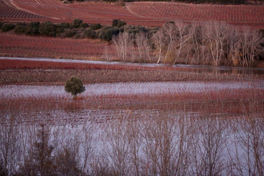 La orilla alavesa del Ebro cerca de Cenicero