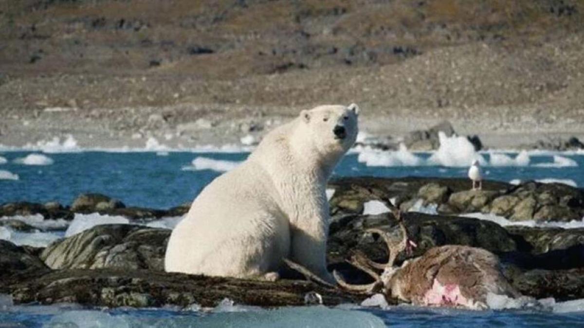 El oso polar captado durante su cacería. Las imágenes fueron captadas en 2020 en el archipiélago noruego de Svalbard, en pleno verano.