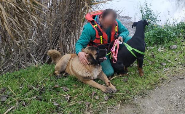 Un agente de la Guardia Civil con dos perros rescatados en Alfaro. 