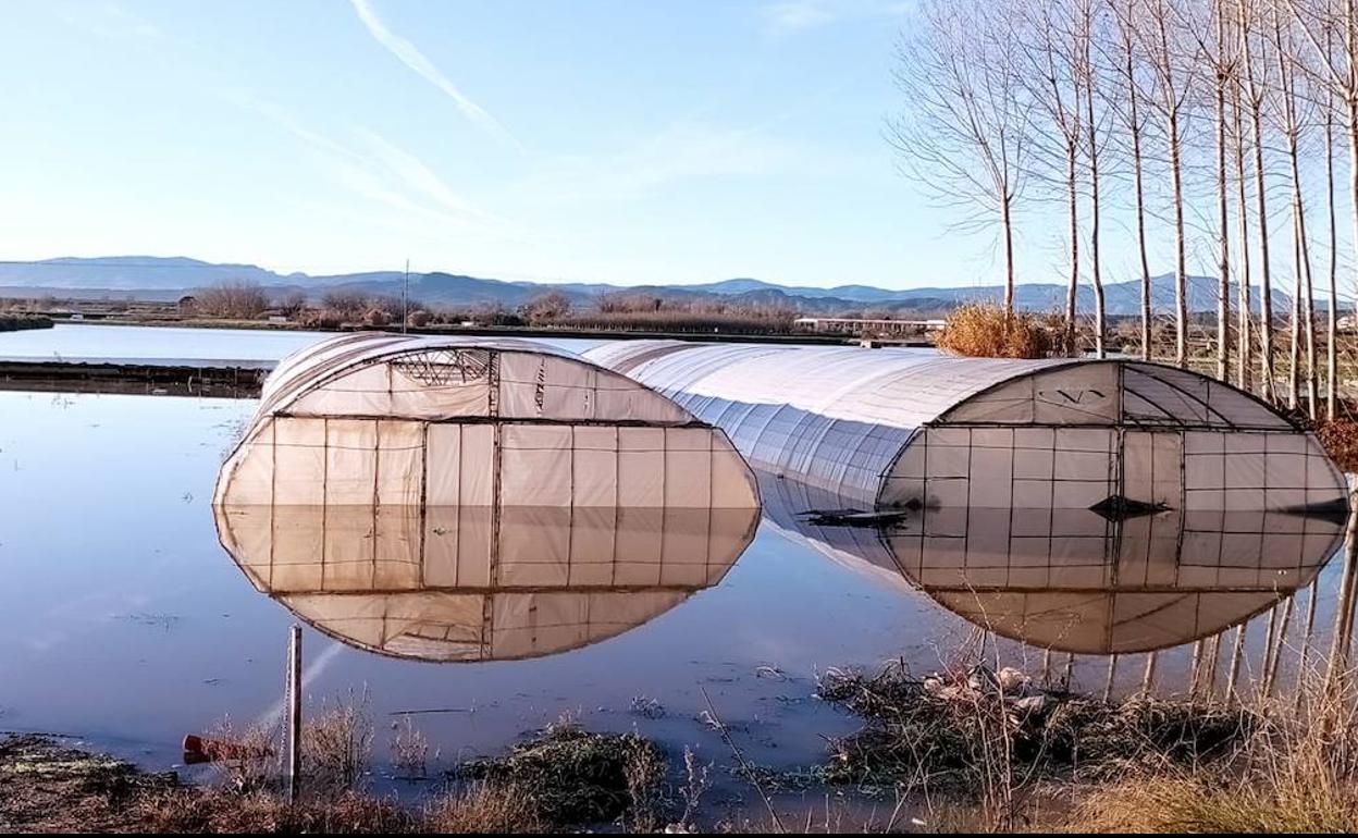 Los cultivos junto al camino del caballón del Ebro en Calahorra. 