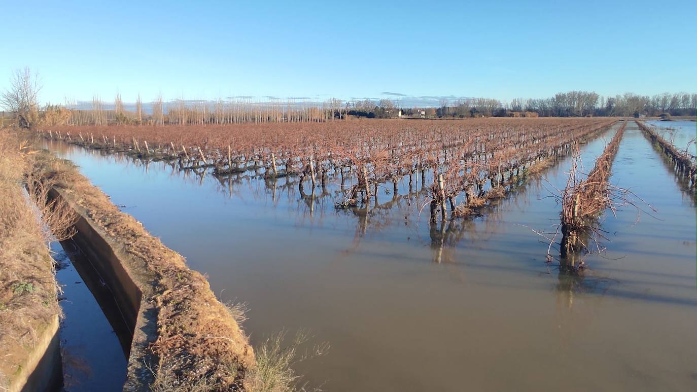 Frutales y viñedo en La Nava