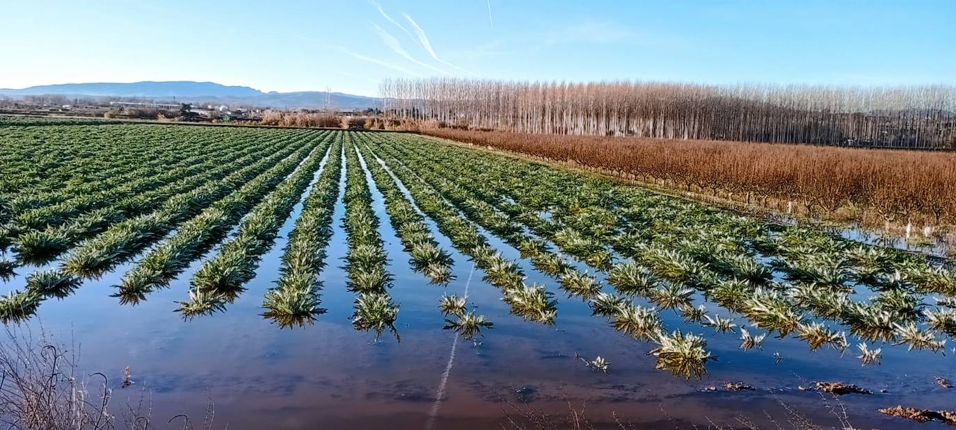 Los cultivos junto al camino del caballon del Ebro en Calahorra