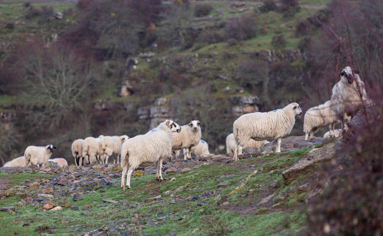 Ovejas en Mansilla. 