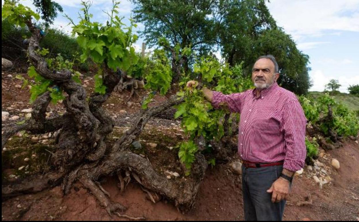 Damián Sáenz Angulo, en una cepa centenaria de Uruñuela. 