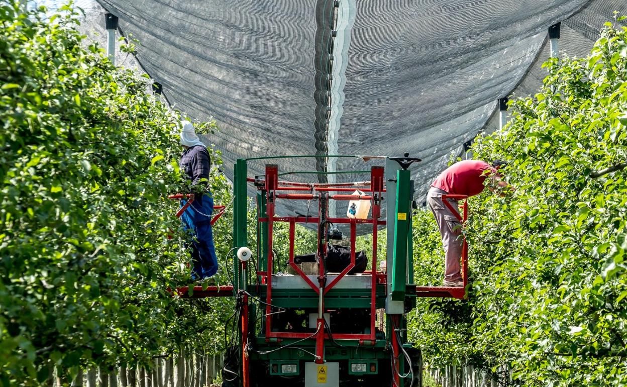 Cuidado de frutales en una finca de Igea. 