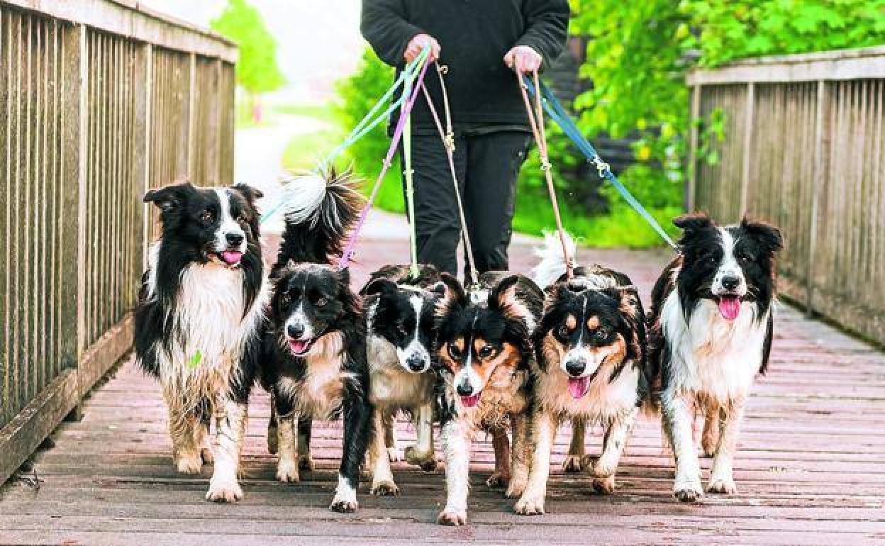 La mayoría de la población cree que los humanos tienen la obligación moral de velar por todos los animales. 