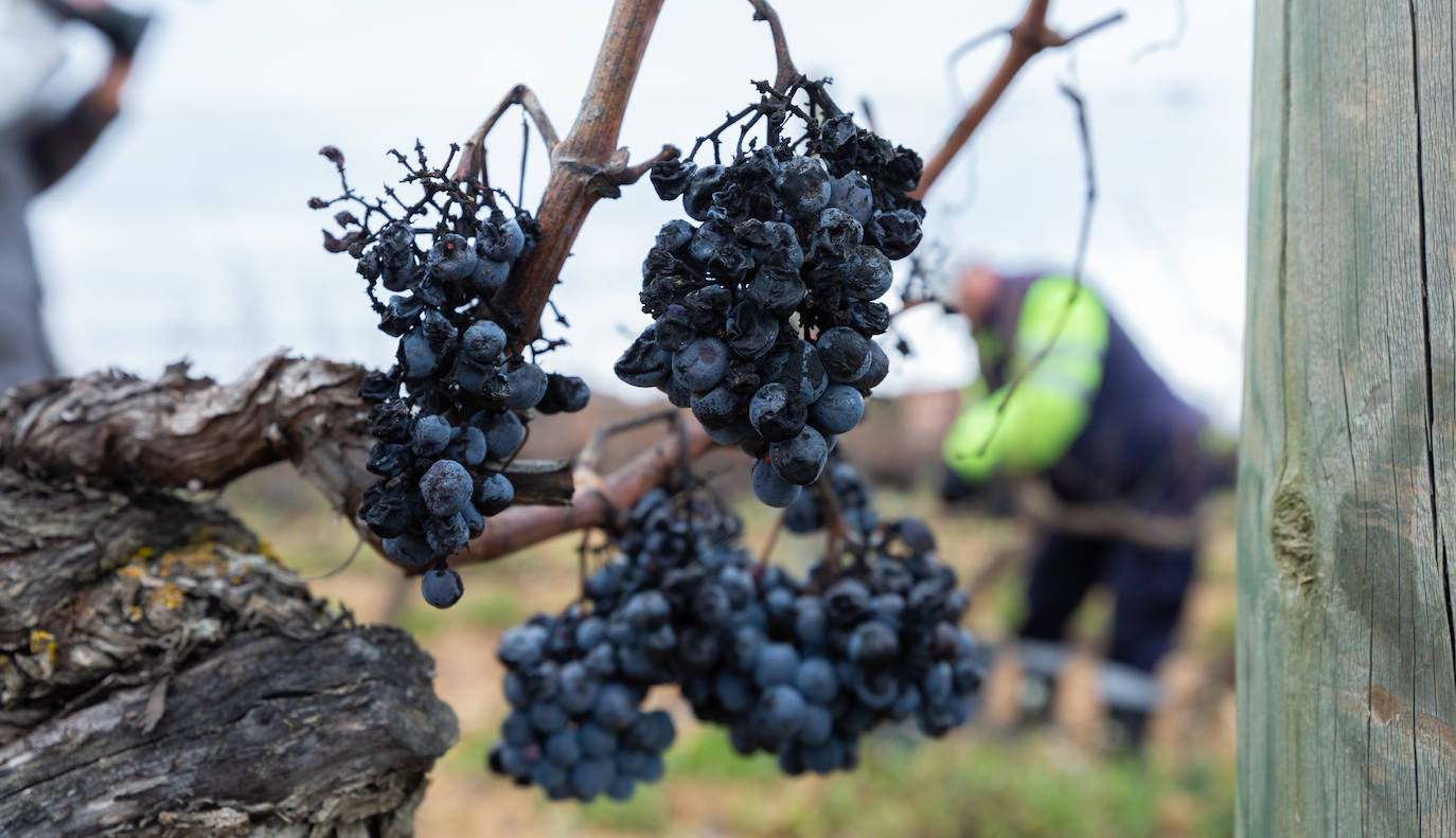 Se elaborará un vino dulce formado por el proceso de podredumbre noble 'a la riojana'