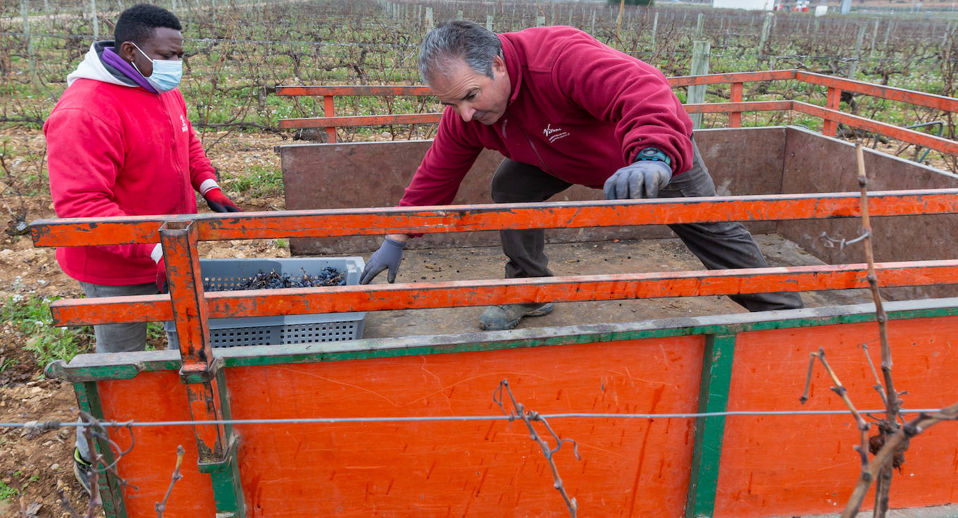 Se elaborará un vino dulce formado por el proceso de podredumbre noble 'a la riojana'