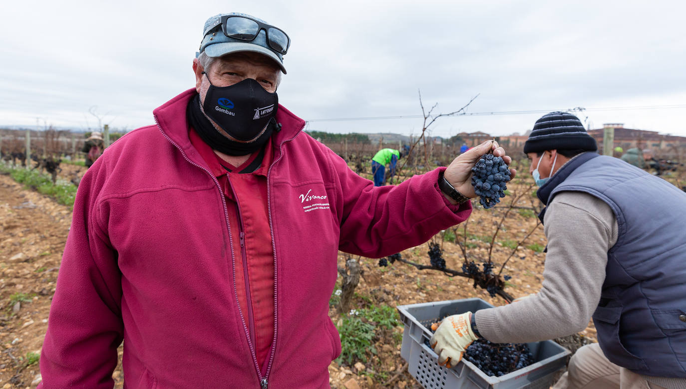 Se elaborará un vino dulce formado por el proceso de podredumbre noble 'a la riojana'