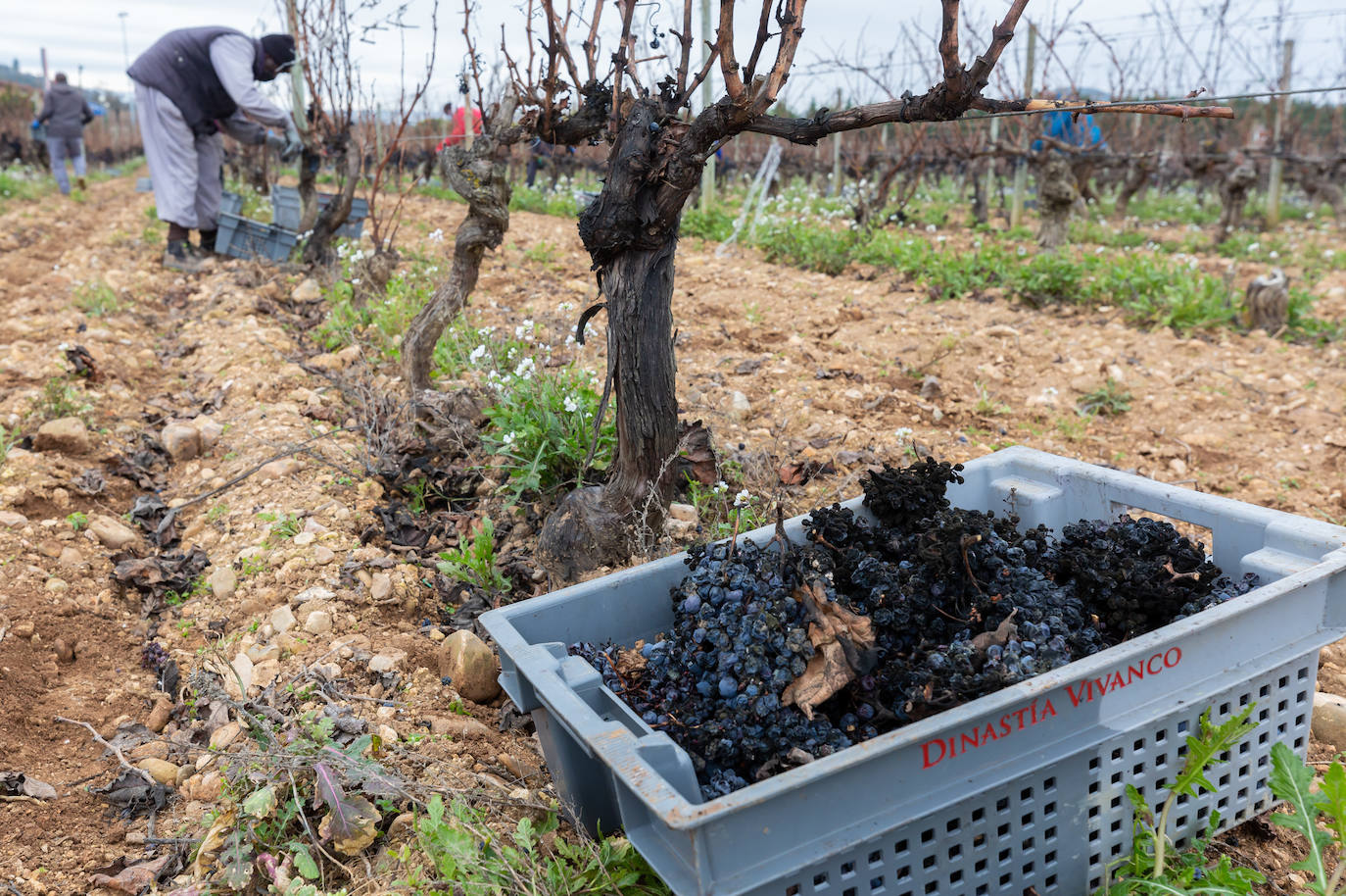 Se elaborará un vino dulce formado por el proceso de podredumbre noble 'a la riojana'