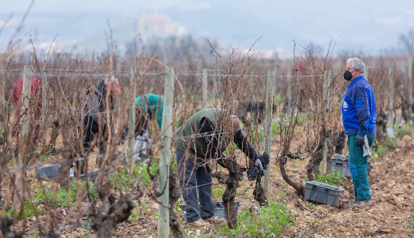 Se elaborará un vino dulce formado por el proceso de podredumbre noble 'a la riojana'