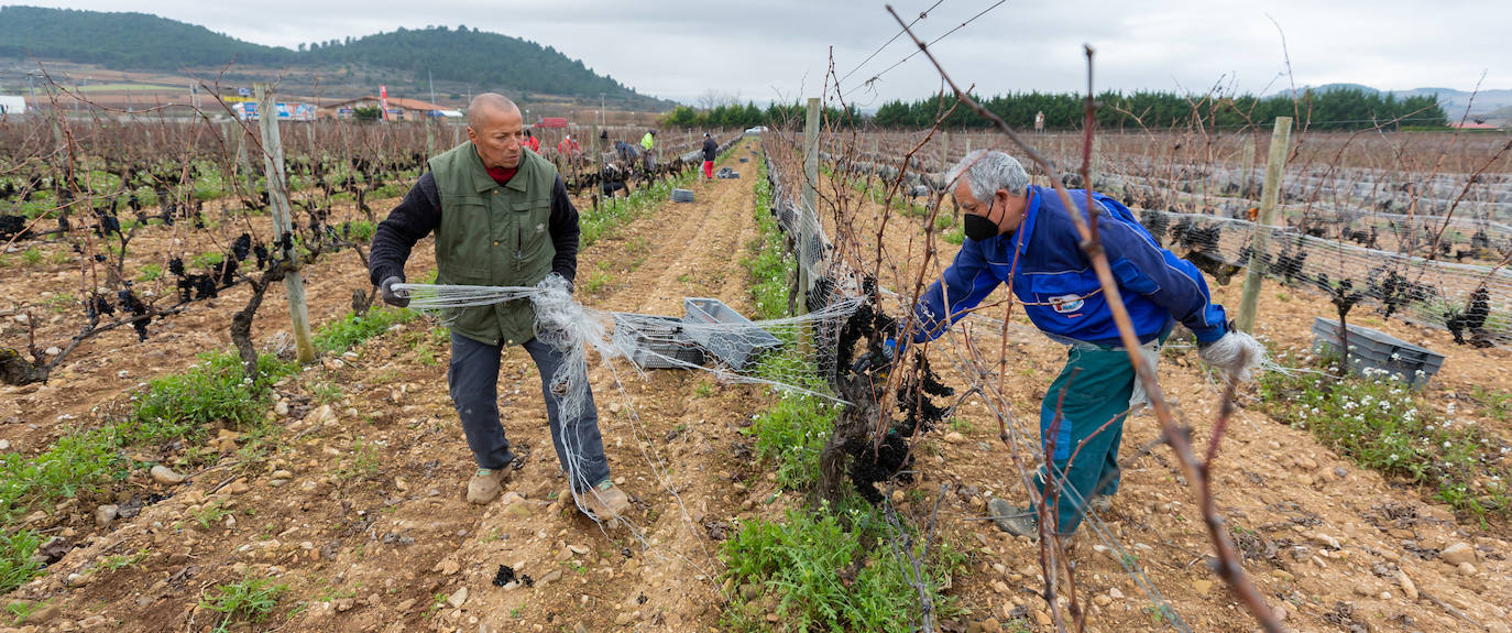 Se elaborará un vino dulce formado por el proceso de podredumbre noble 'a la riojana'