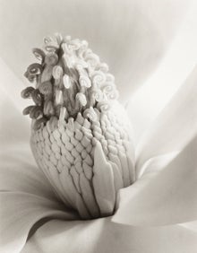 Imagen secundaria 2 - Karl Blossfeldt. Fotograbado del portafolio 'Unformen der Kunst' (Formas originales del arte), 1928. (arriba). Pierre Verger. 'Togo VII', (hacia. 1936) (Izq,) y 'Flor de magnolia. Torre de joyas', una foto de Imogen Cunningham (hacia 1920) (Dcha). 