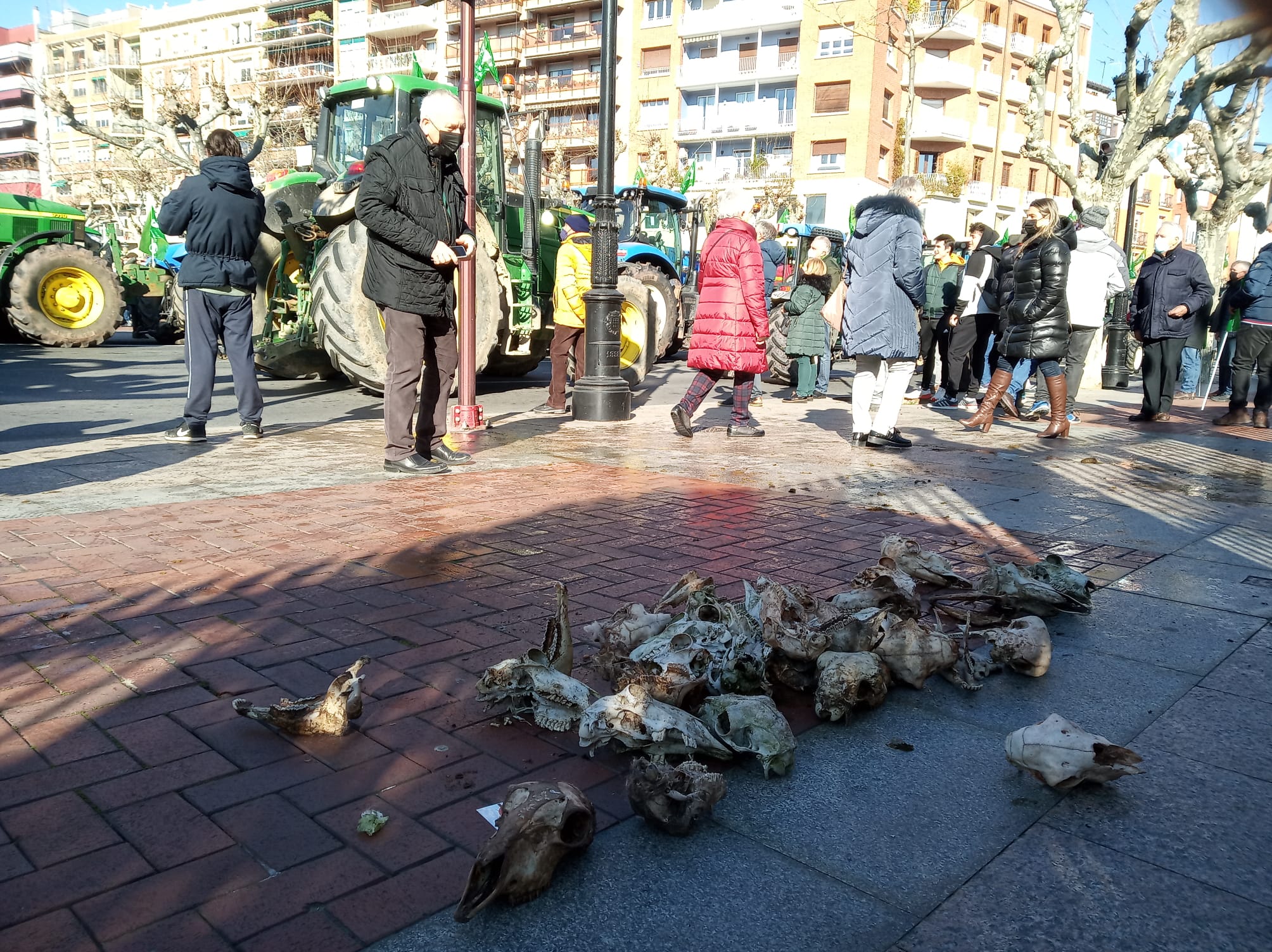 Fotos: Ovejas muertas en las vallas del Palacio de Gobierno