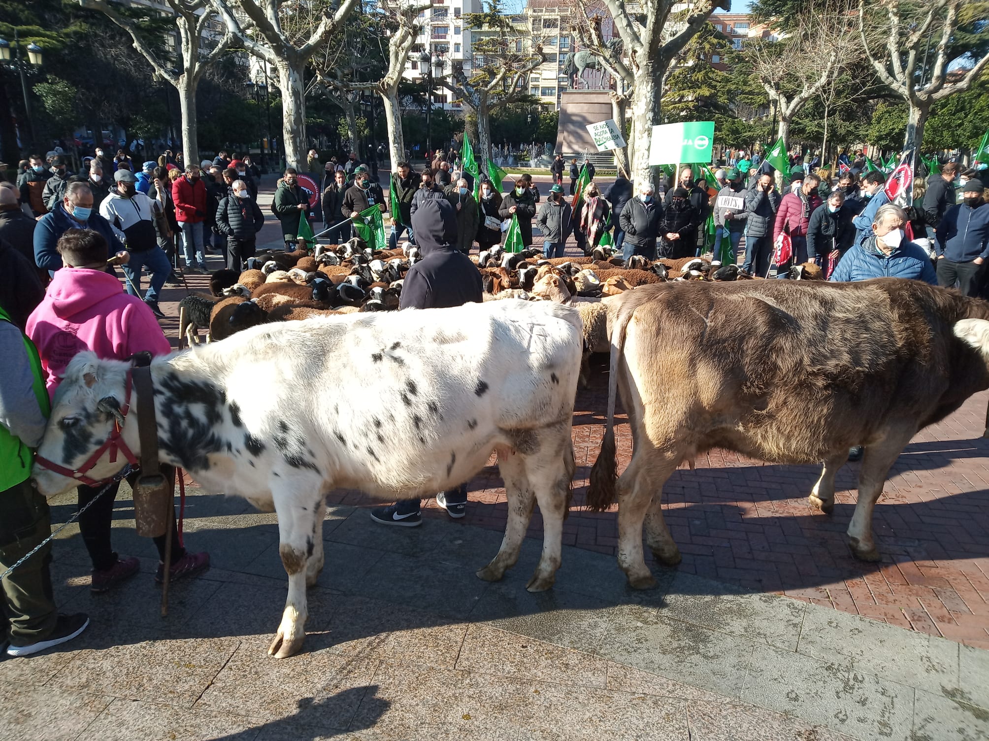 Fotos: Ovejas muertas en las vallas del Palacio de Gobierno