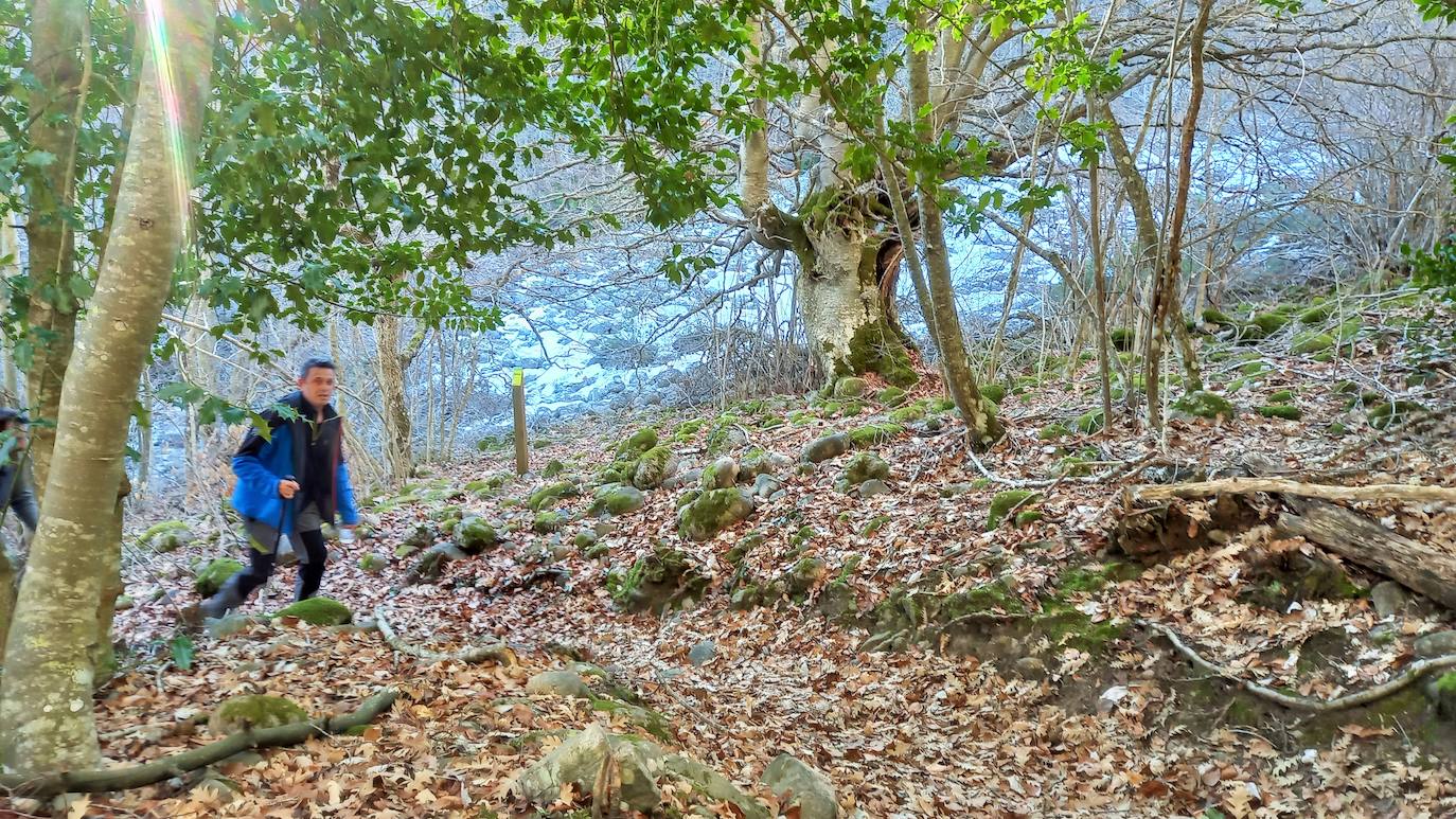 Fotos: Senderismo entre barrancos, pinos, robles y hayas