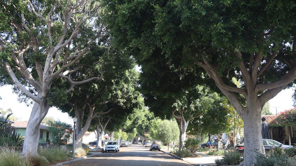 Foto de una calle arbolada en un barrio de Los Ángeles (California).