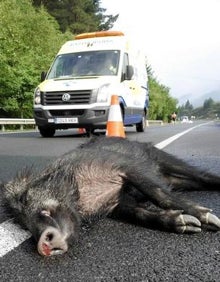 Imagen secundaria 2 - Arriba, un sapo cruza de noche una carretera, y abajo un conejo y un jabalí tras ser golpeados por un vehículo. 