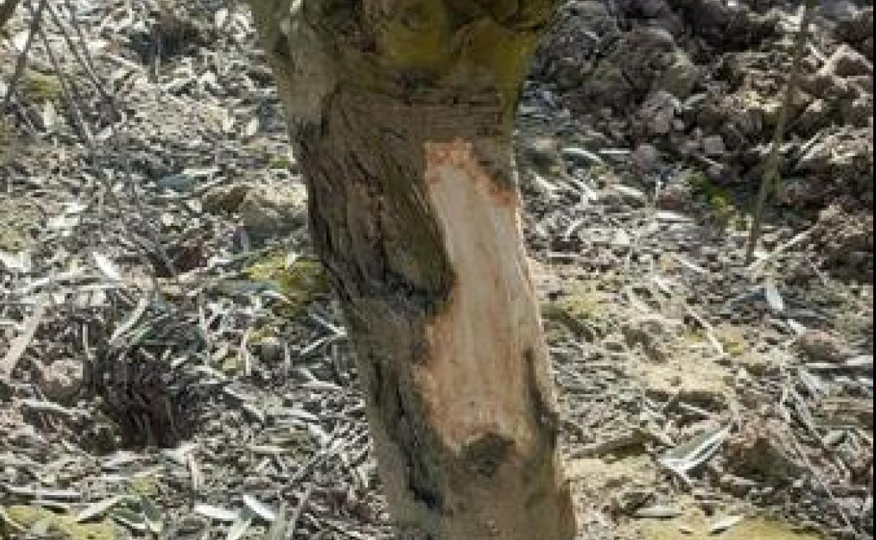 Un ejemplo de los daños que han provocado los conejos en La Rioja. 