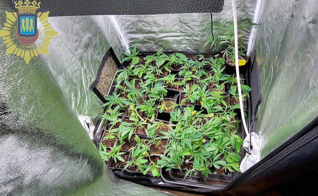 Localizada en Logroño una plantación de marihuana junto a un colegio, que alertó a la Policía Local del fuerte olor