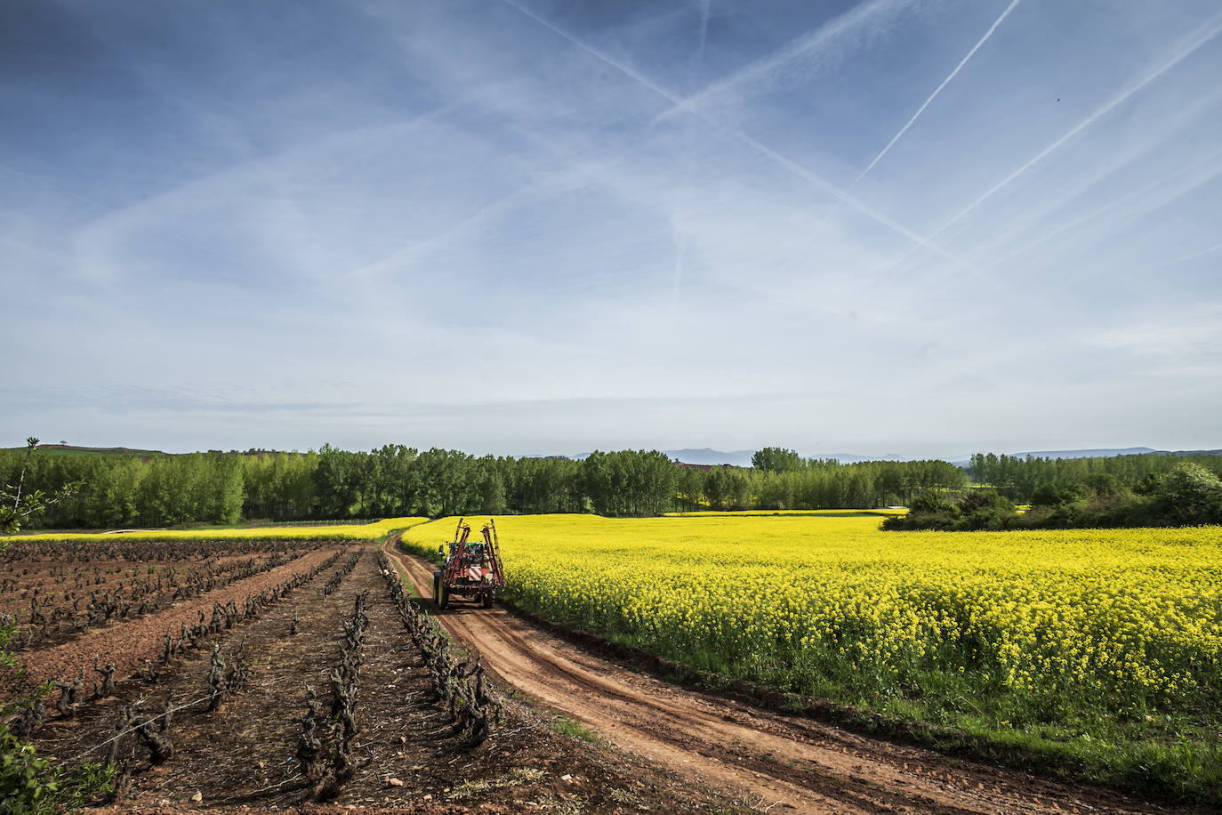 Fotos: Los cultivos de colza tiñen de amarillo el paisaje riojano