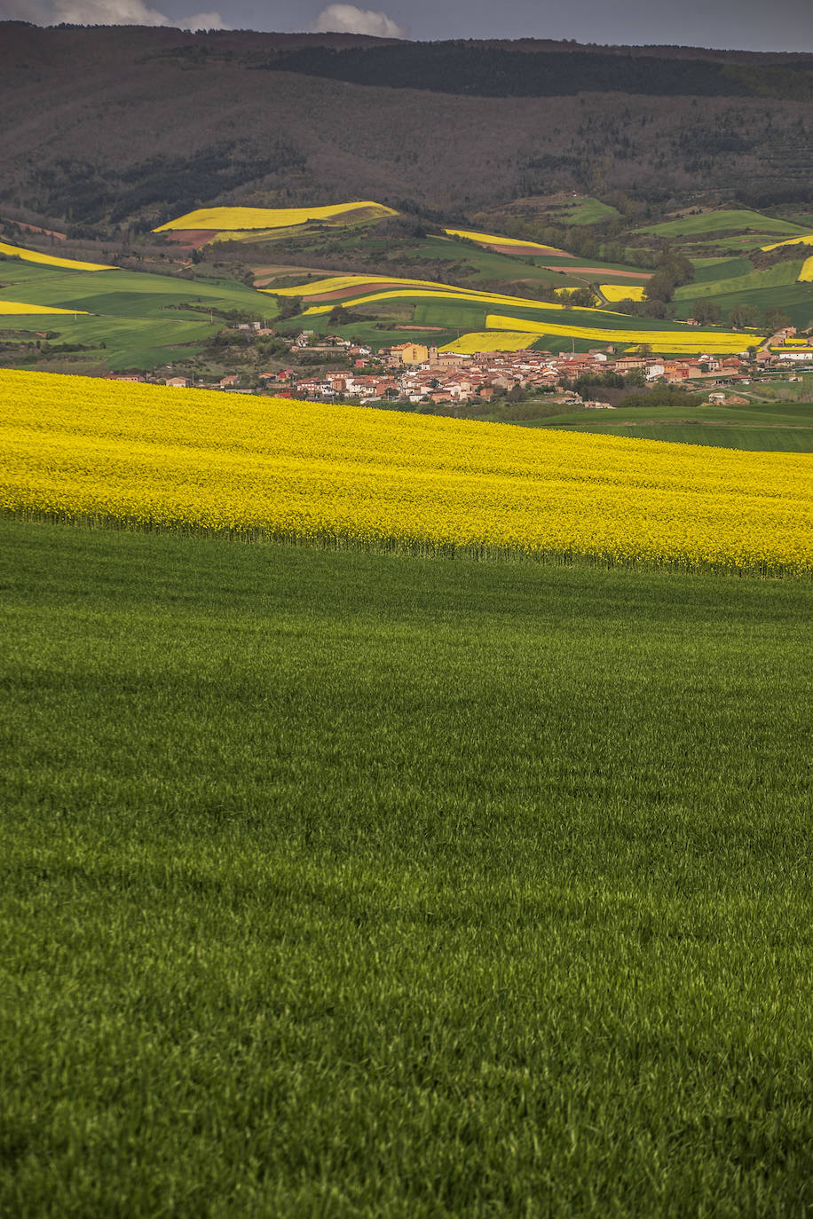 Fotos: Los cultivos de colza tiñen de amarillo el paisaje riojano