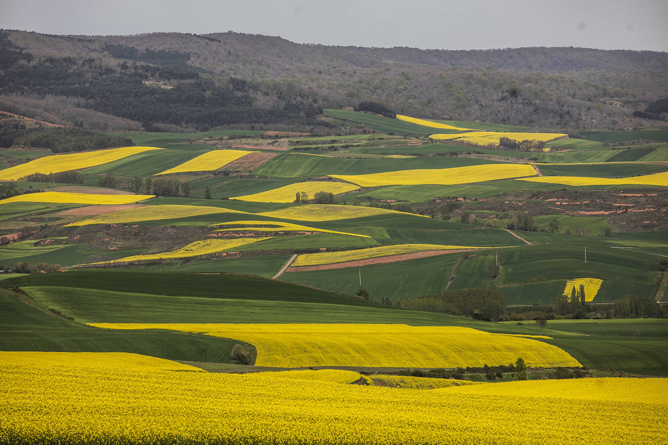 Fotos: Los cultivos de colza tiñen de amarillo el paisaje riojano